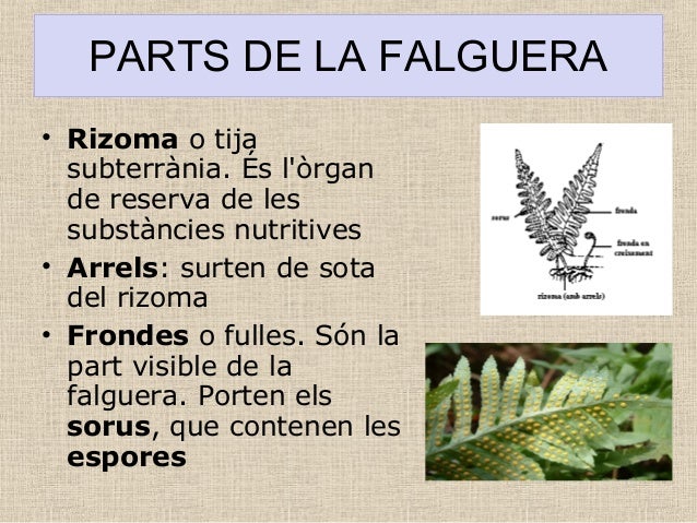 La reproducció de les plantes