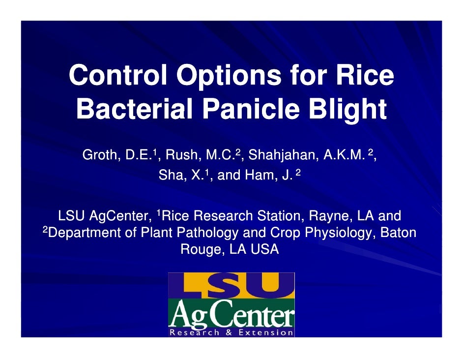 thesis on bacterial leaf blight of rice thesis on bacterial leaf blight of rice