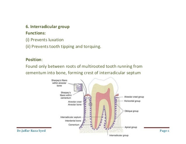 interradicular bone