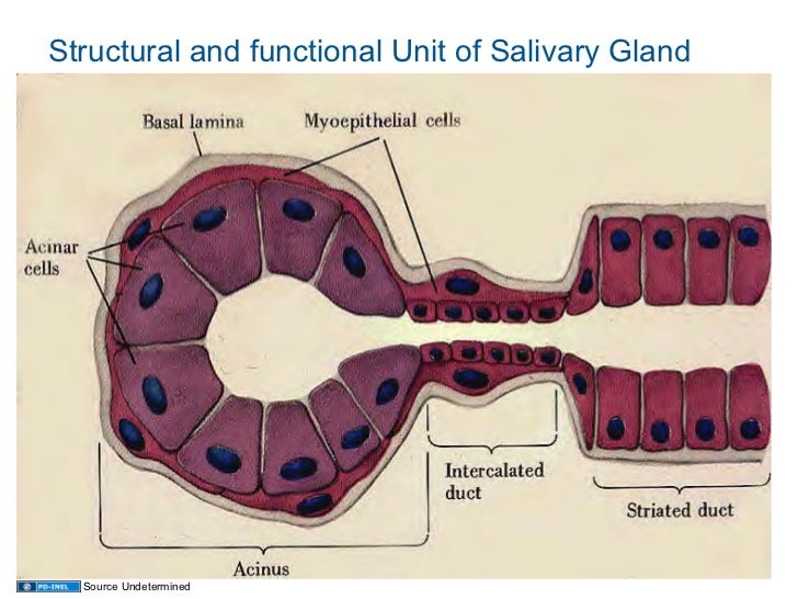 diagram of salivary glands diagram of salivary glands images diagram of salivary glands diagram of salivary glands images