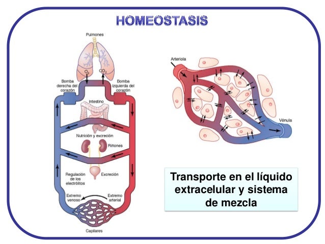 Homeostasis, medio interno y célula