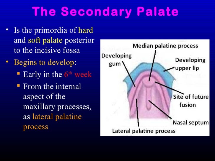 Development of the Face, Oral Cavity & Pharyngeal arches
