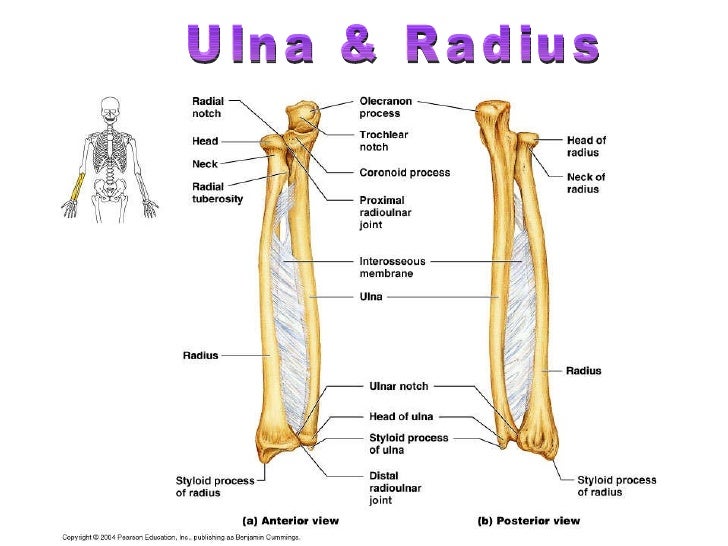 Human skeletal system - Movement and Locomotion