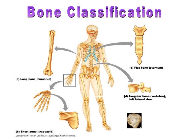 short essay on skeletal system short essay on skeletal system