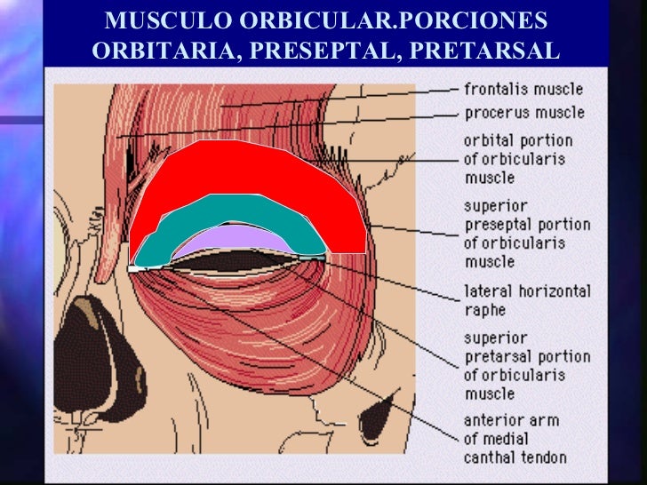 Anatomia del ojo.