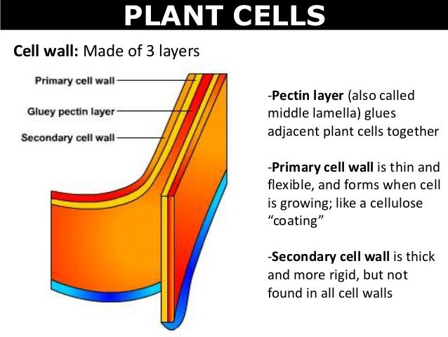 01 cell structures