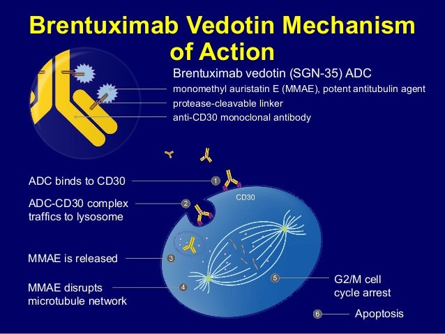 monoclonal antibody therapy