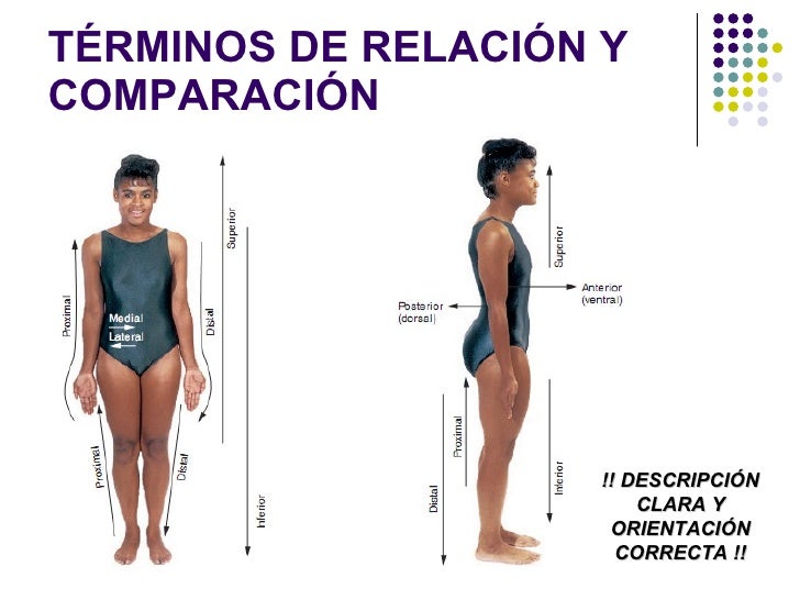 Resultado de imagen para terminos de relacion en anatomia