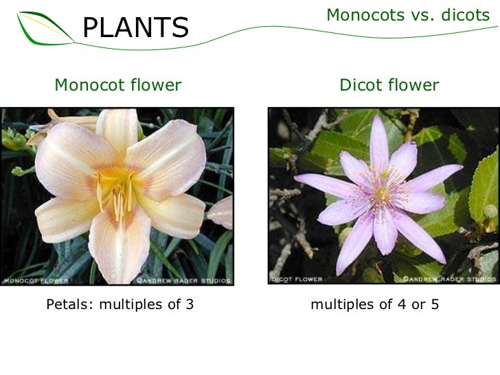 01 plants part 1 (slideshare)