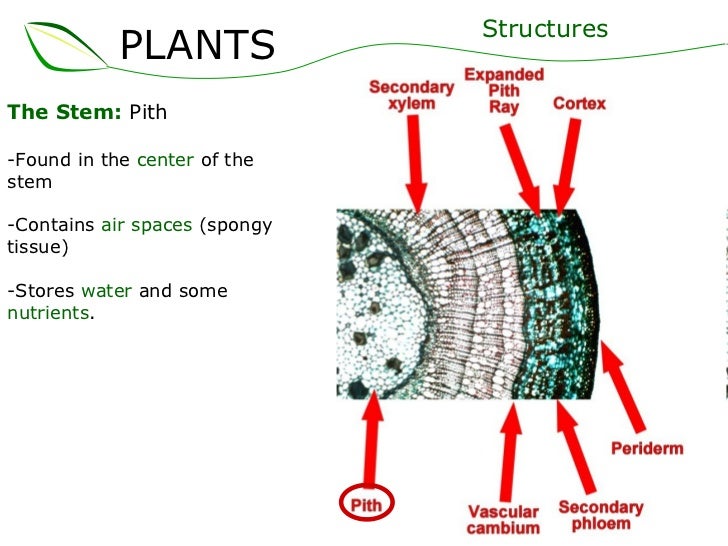 01 plants part 2 (slideshare) 01 plants part 2 (slideshare)