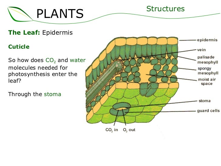 epidermis plants Gallery