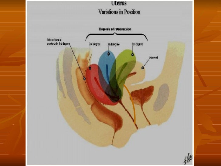 vestibulo anatomia femenina 02 anatom 237 a genital femenina vestibulo anatomia femenina 02 anatom 237 a genital femenina