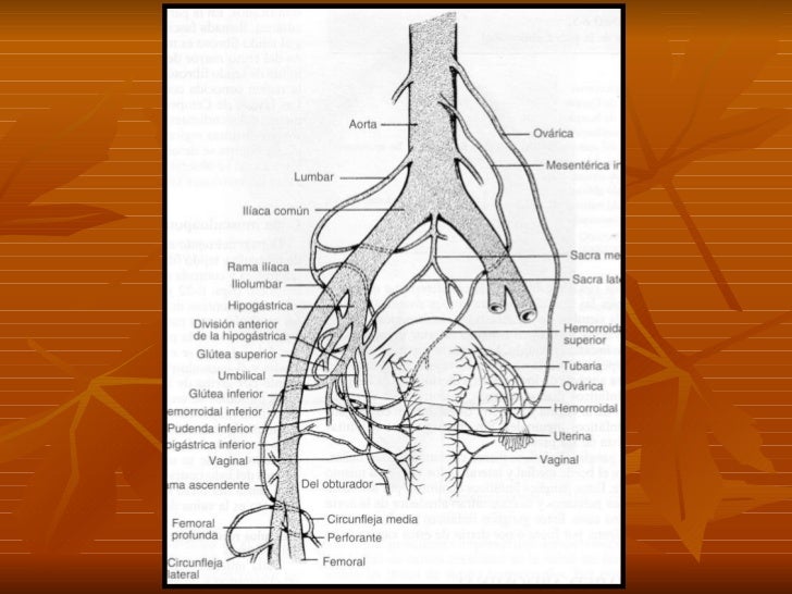 vestibulo anatomia femenina 02 anatom 237 a genital femenina vestibulo anatomia femenina 02 anatom 237 a genital femenina