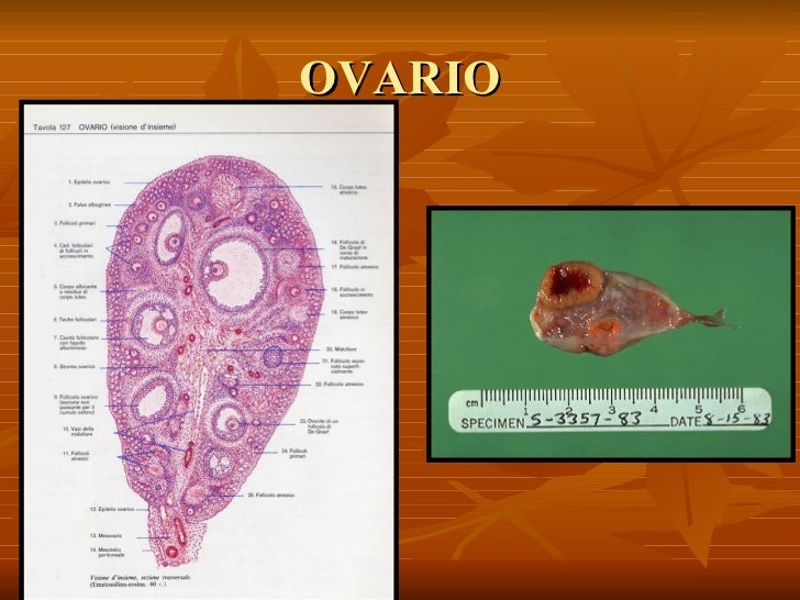 vestibulo anatomia femenina 02 anatom 237 a genital femenina vestibulo anatomia femenina 02 anatom 237 a genital femenina