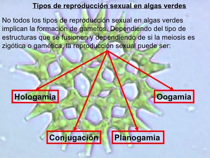 02 chlorophyta