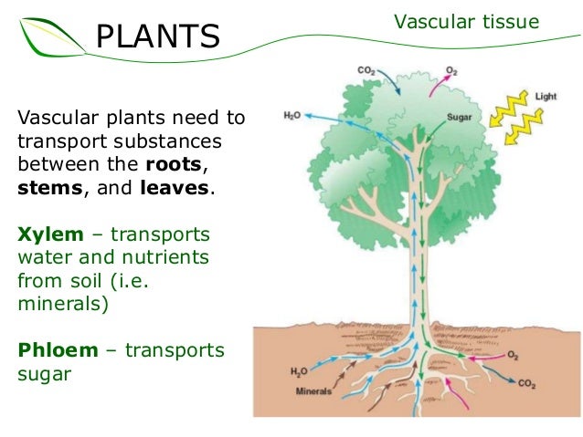 vascular plants