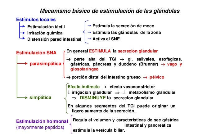 Resultado de imagen para SECRECIÓN gastrointestinal