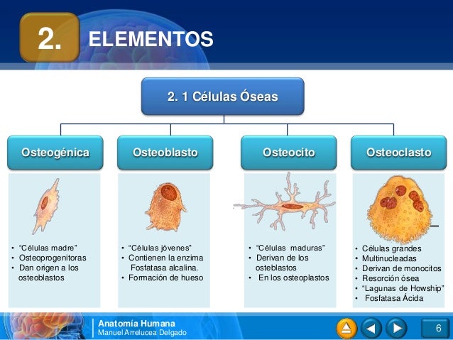 02. Sistema óseo