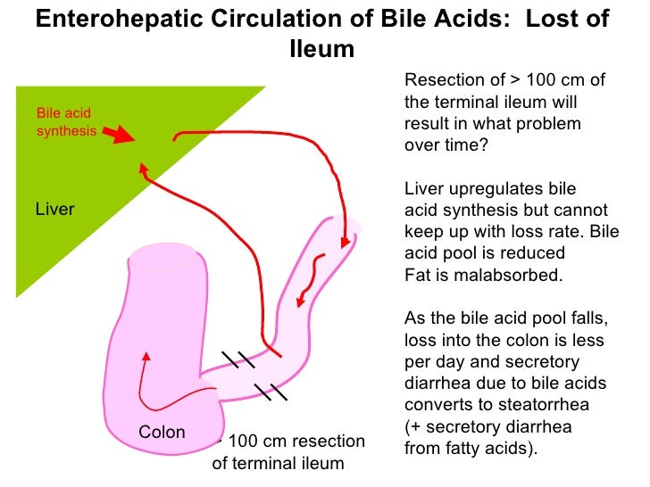 02.01.12(a) Liver Physiology
