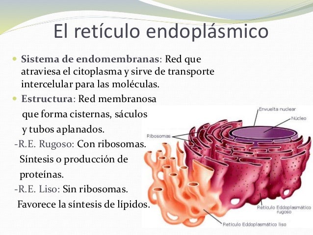 Para Que Sirve El Reticulo Endoplasmatico Rugoso