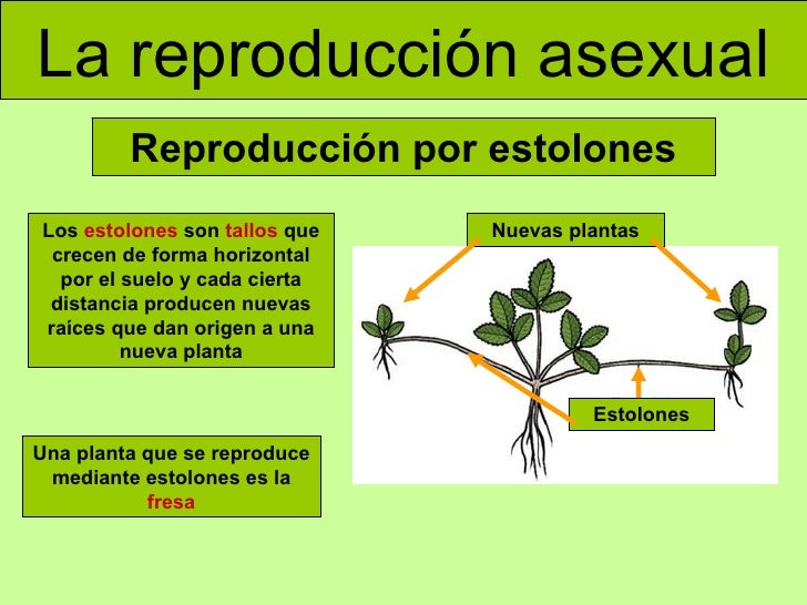Las plantas Las plantas
