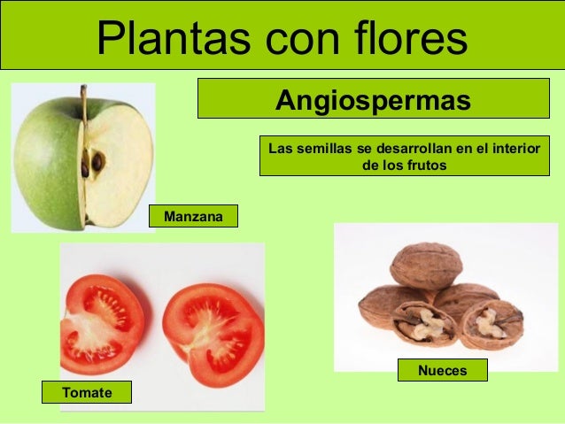Plantas con flores
Angiospermas
Las semillas se desarrollan en el interior
de los frutos
Manzana
Nueces
Tomate