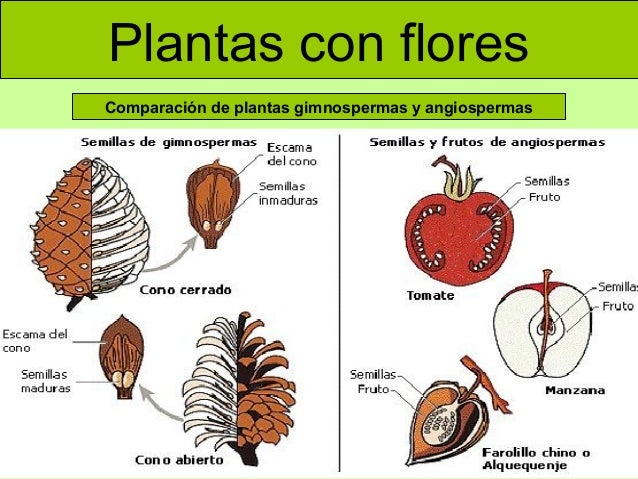 plantas con flores comparación de plantas gimnospermas y angiospermas plantas con flores comparación de plantas gimnospermas y angiospermas