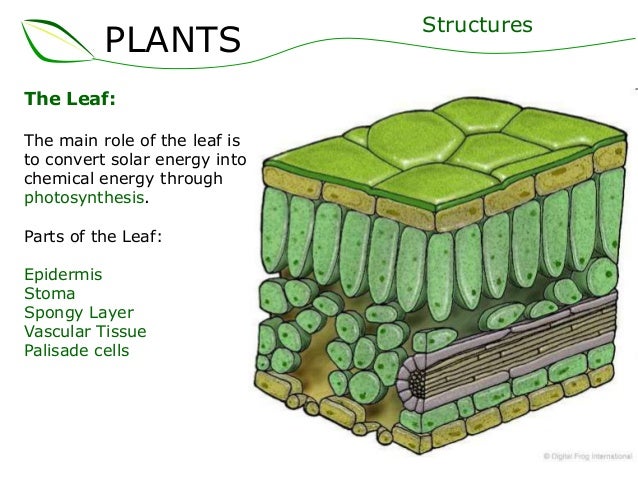 epidermis plants - related image & keywords suggestions