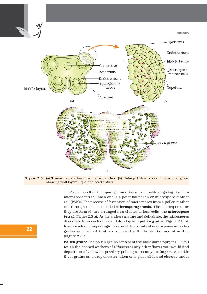 sexual reproduction in flowering plants Plant reproduction answers 1 please refer to your notes or textbook 2 the male gamete or pollen will be found in the anther, and the female gamete or ovum will be found in the ovary 3. sexual reproduction in flowering plants Plant reproduction answers 1 please refer to your notes or textbook 2 the male gamete or pollen will be found in the anther, and the female gamete or ovum will be found in the ovary 3.