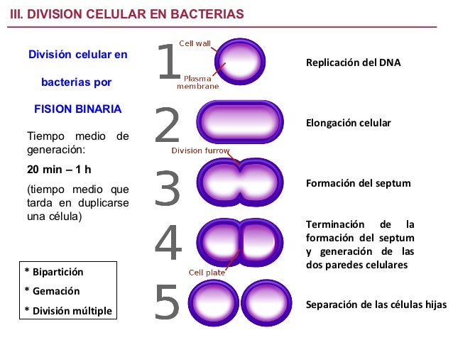 Resultado de imagen para FISION BINARIA