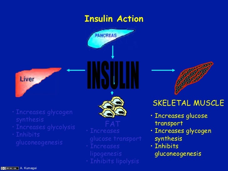 steps in protein synthesis