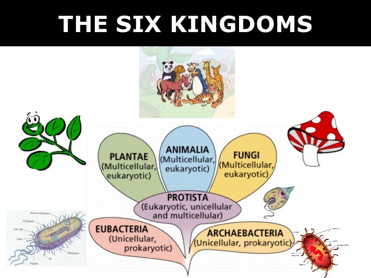 03 6 kingdoms + prokaryote & eukaryote
