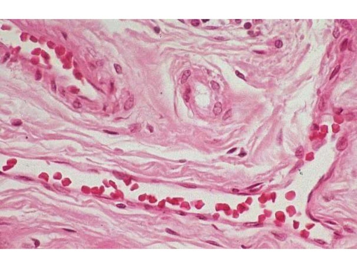 04 histologia vasos