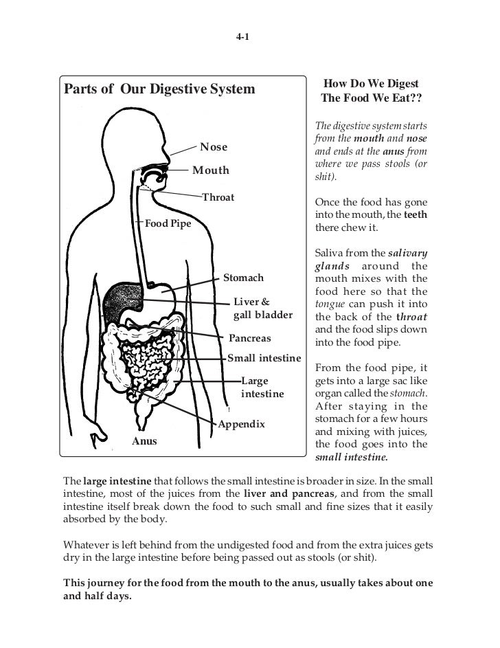 04 digestive system