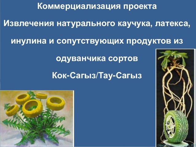 Как сделать каучук из одуванчиков Как сделать каучук из одуванчиков