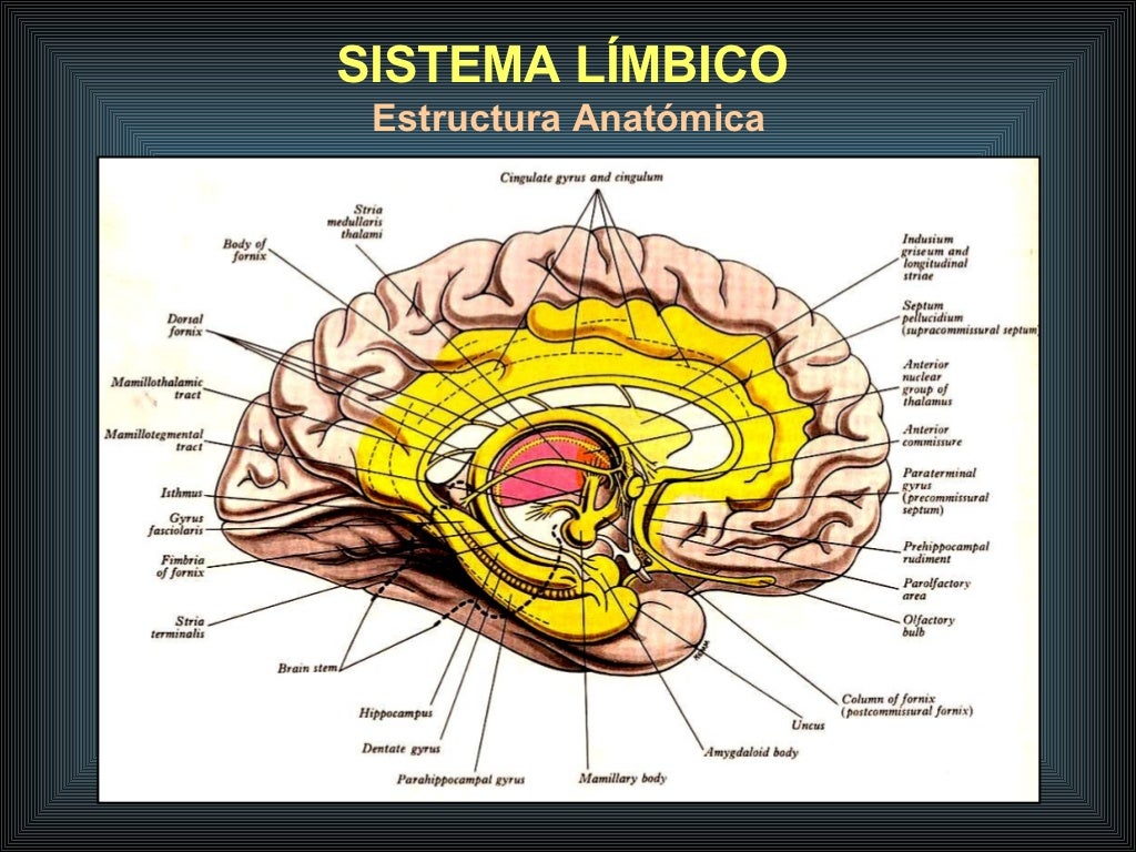 Sistema límbico