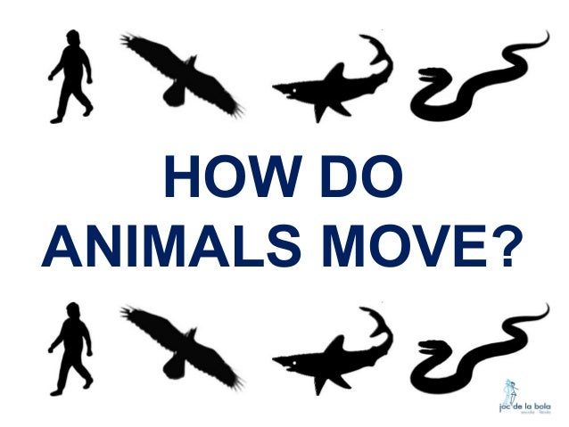 how do animals move
