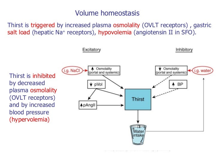 Urine Osmolality Drink A Lot Water Urine Osmolality Drink A Lot Water