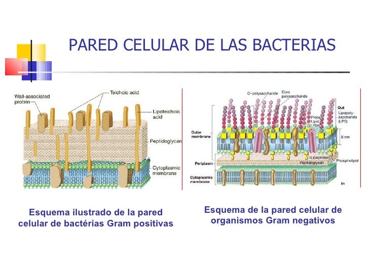 LAS BACTERIAS DE GRAM POSITIVA las bacterias de gram positiva: