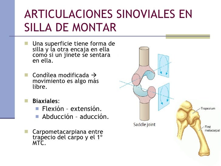 05) sistema articular