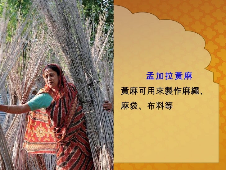 孟加拉黃麻 黃麻可用來製作麻繩、 麻袋、布料等 