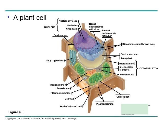 Plant Cell Diag...