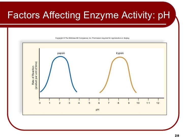 the factors affecting enzyme activity the factors affecting enzyme activity