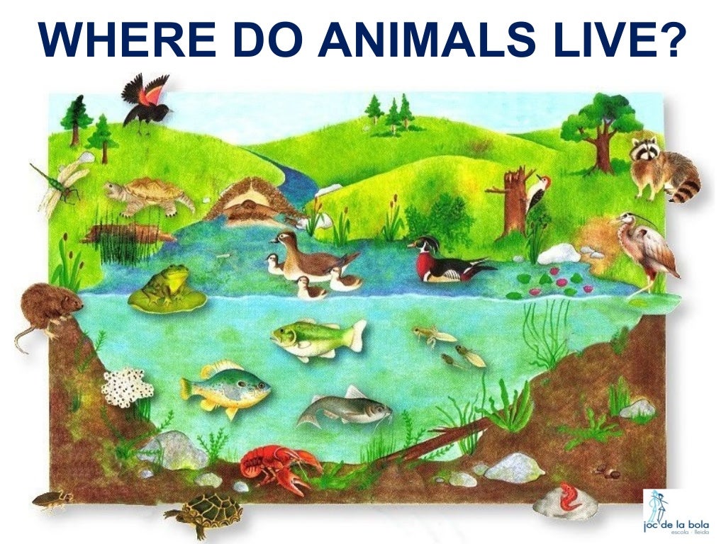 WHERE DO ANIMALS LIVE?