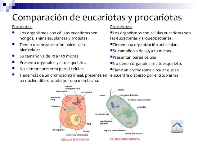 Resultado de imagen de procariota eucariota cuadro comparativo