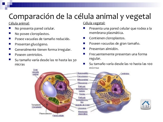 3 diferencias entre celula animal y vegetal