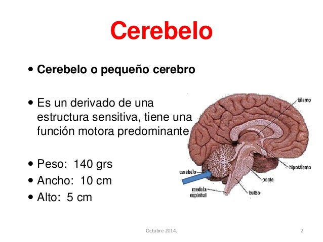 Cerebelo