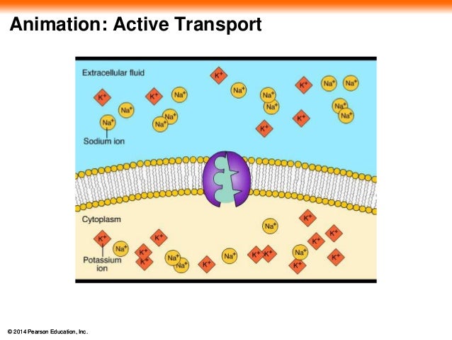 Active Transpor...