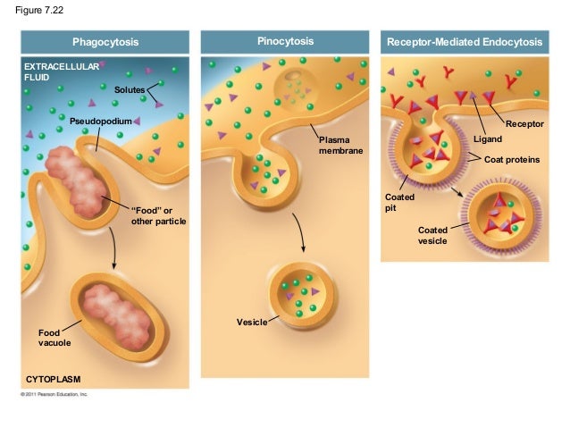 download soft tissue tumors