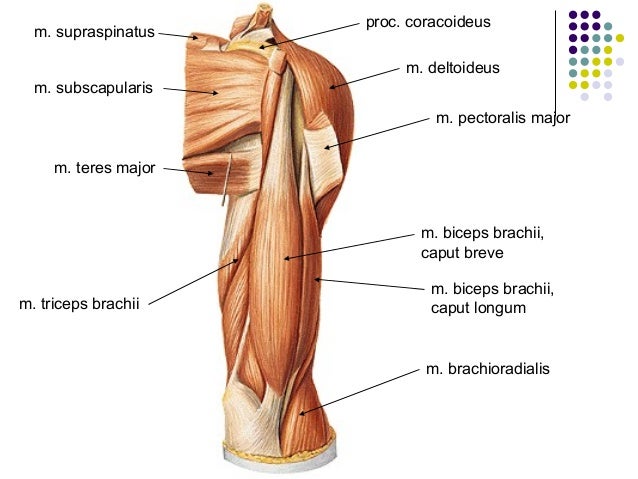 07 musculoskeletal